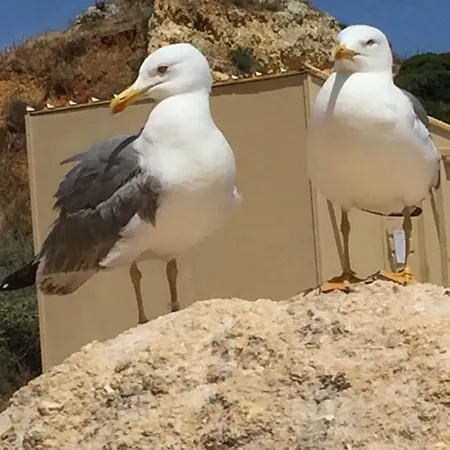 In Algarve,vilamoura Apartmán *